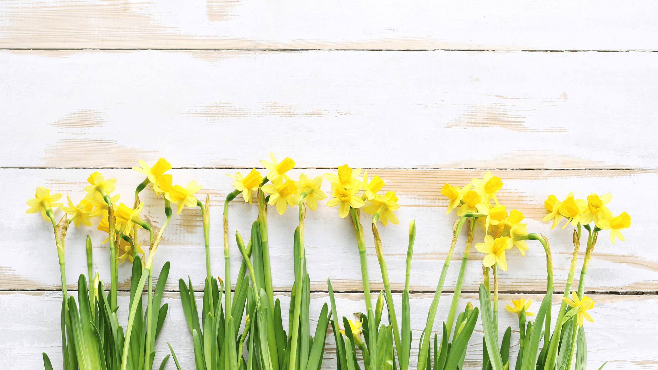 daffodils against a wood wall