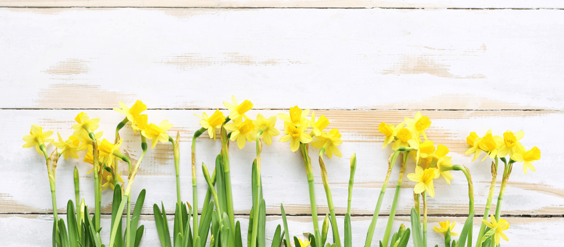 daffodils against a wood wall